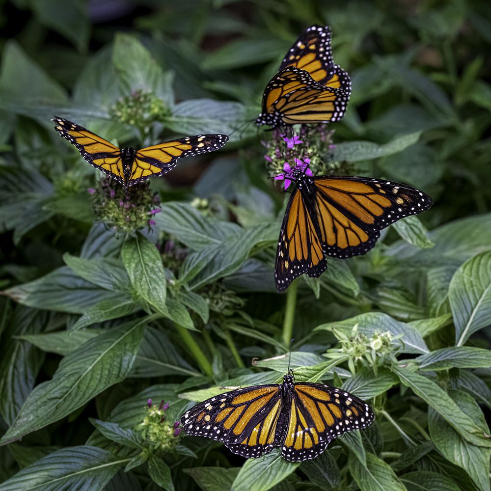 Фотография автора Ray Asiala