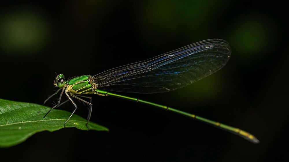 Photograph by Prasad Hamine