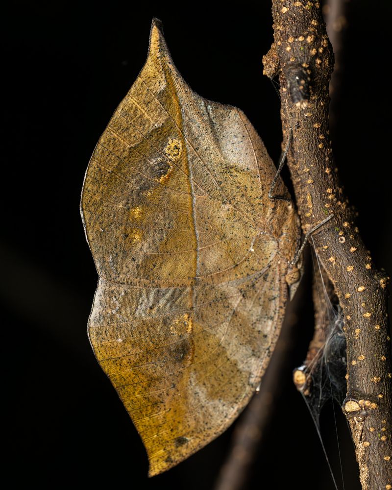 Photograph by Prasad Hamine