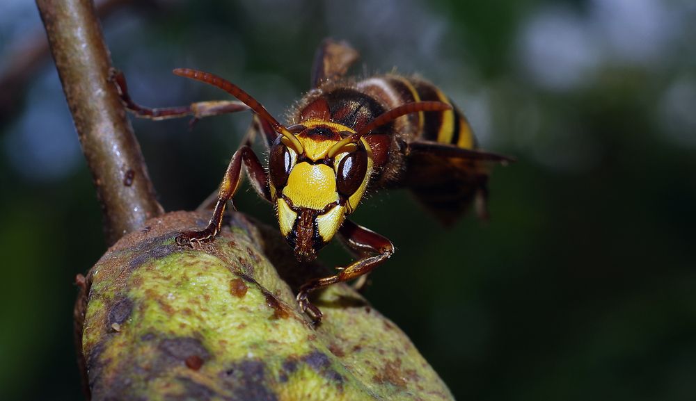 Фотография автора Сергей Гречихин