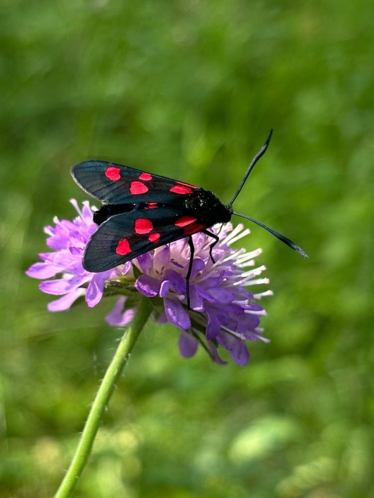 Photograph by Halina Mitsevich