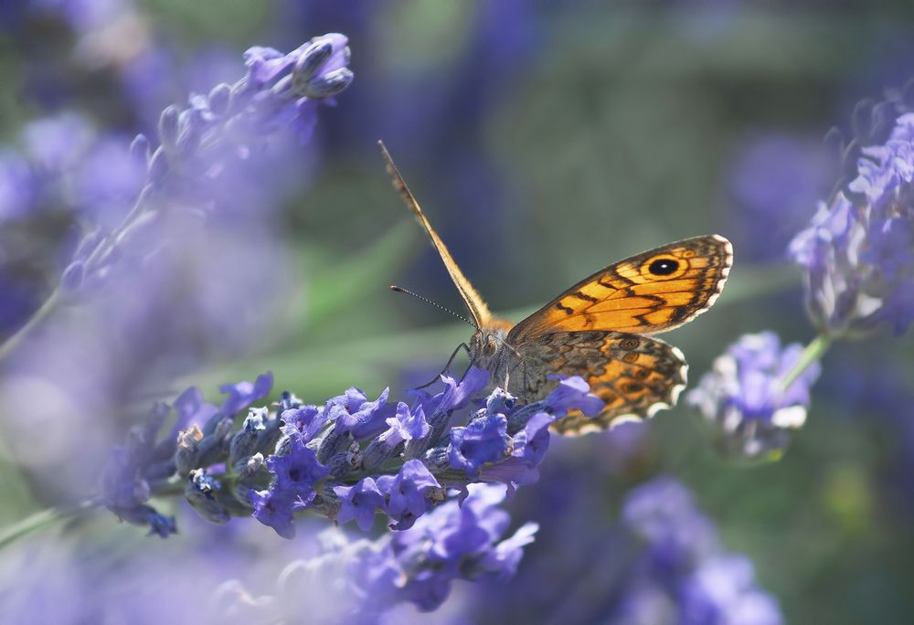 Photograph by Svetlana Rizzo