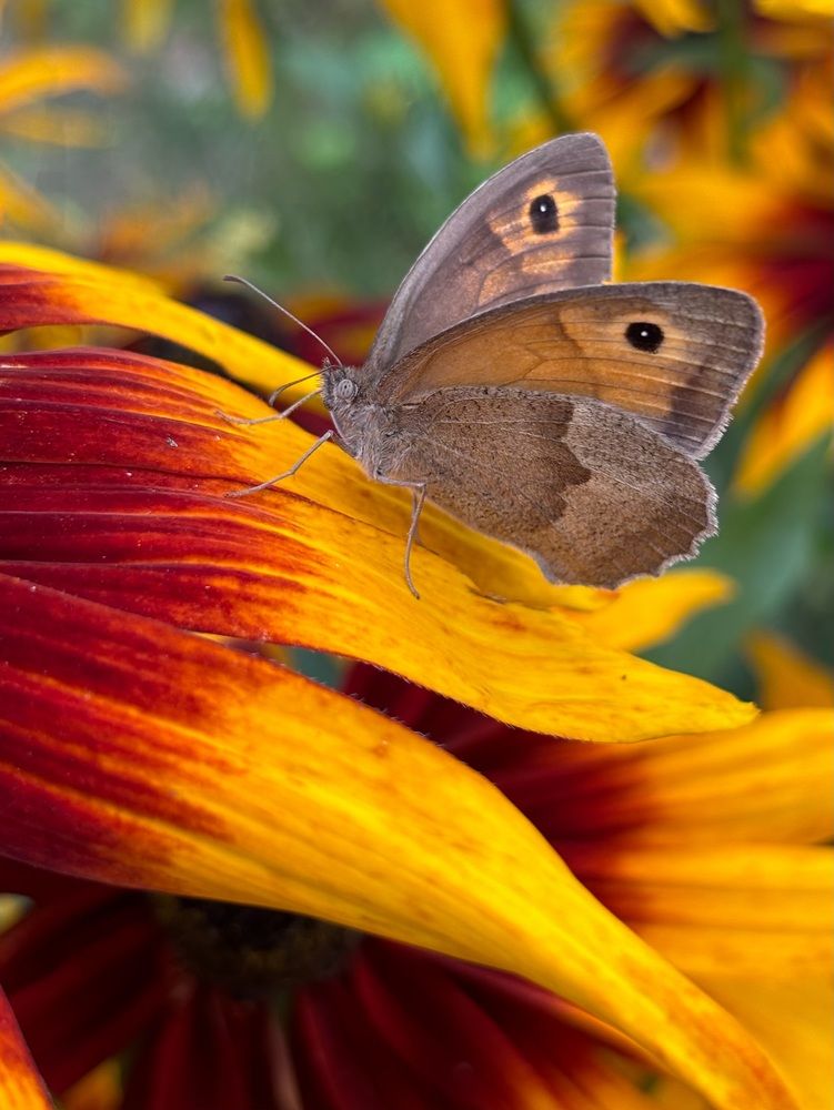 Photograph by Halina Mitsevich