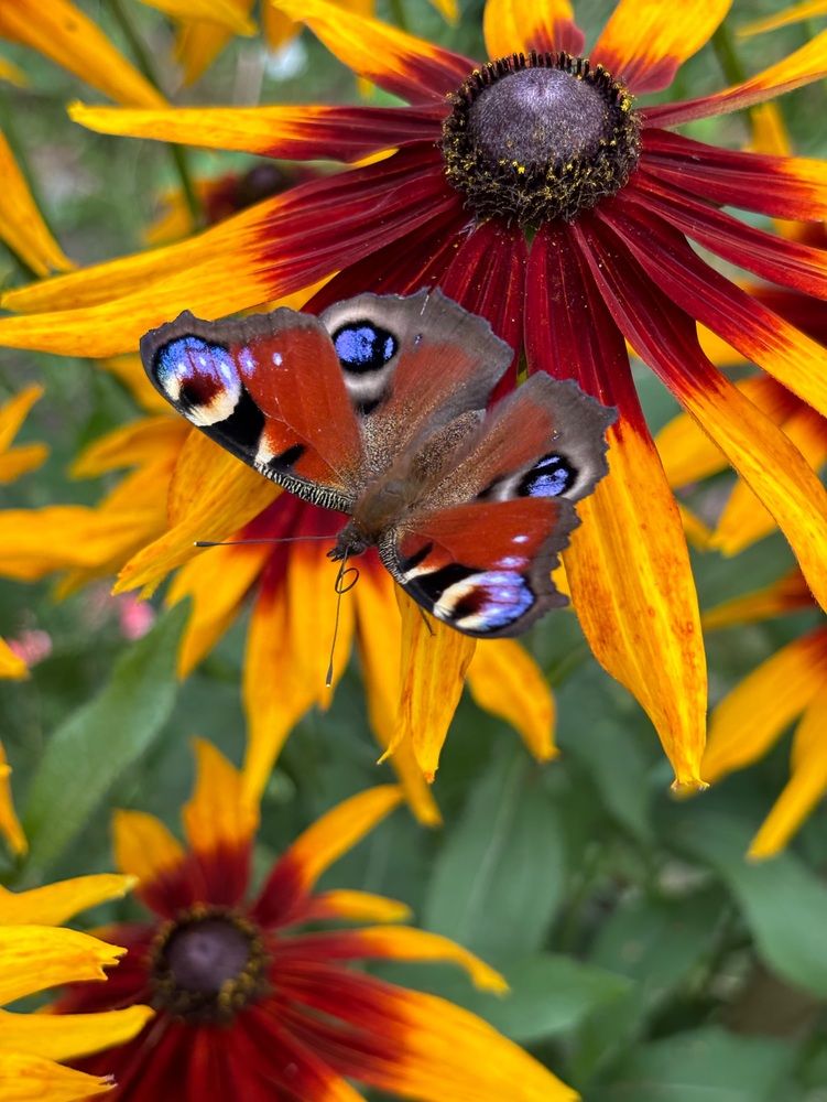 Photograph by Halina Mitsevich