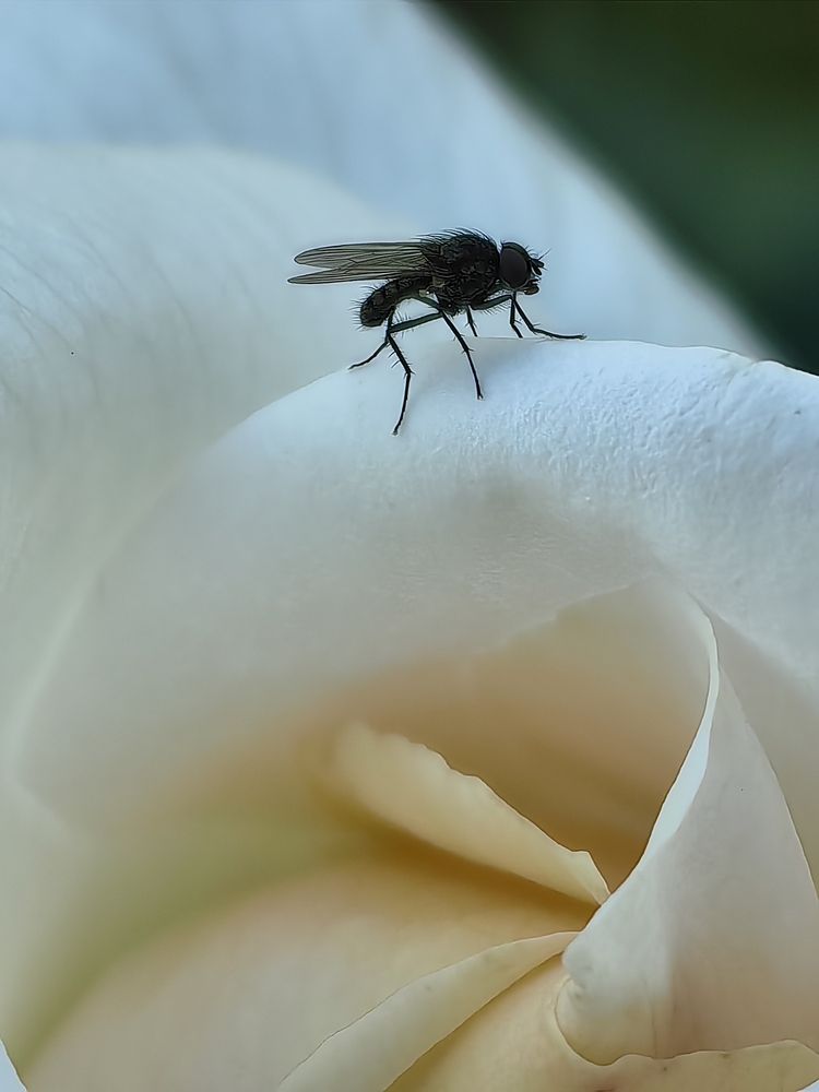 Photograph by OLGA MIKHNEVICH