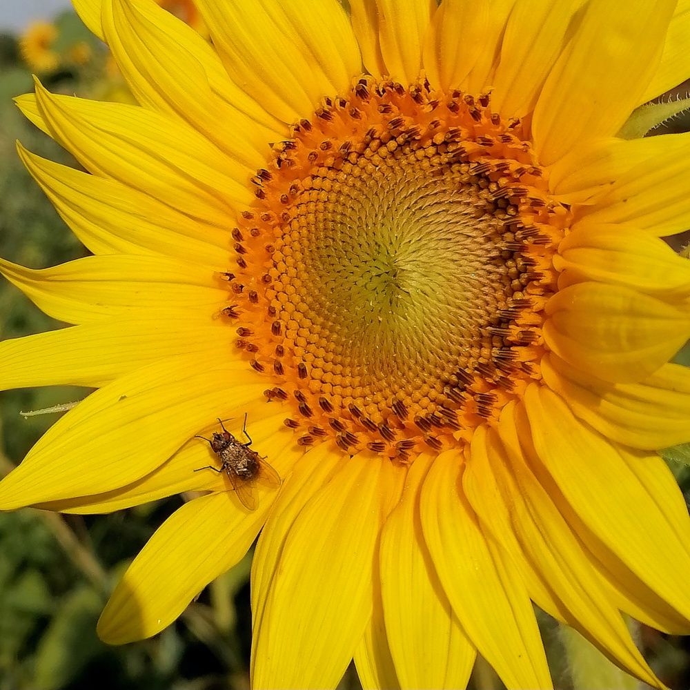 Фотография автора Анатолий Борисенко