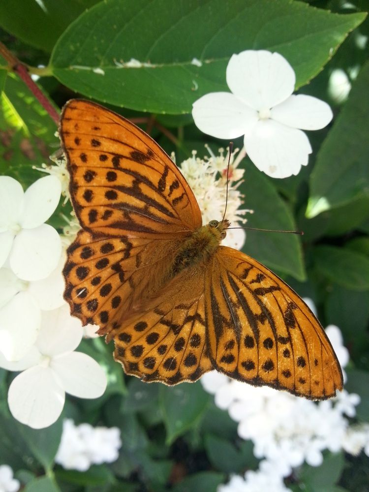 Photograph by Edmund Randal