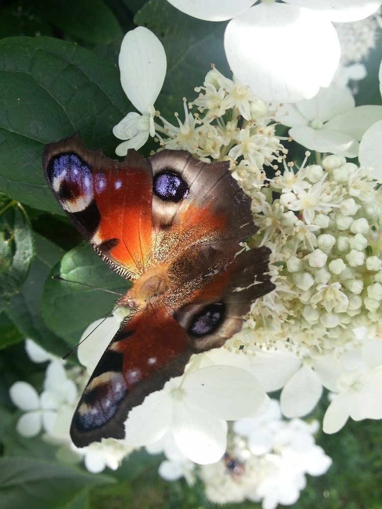 Photograph by Edmund Randal