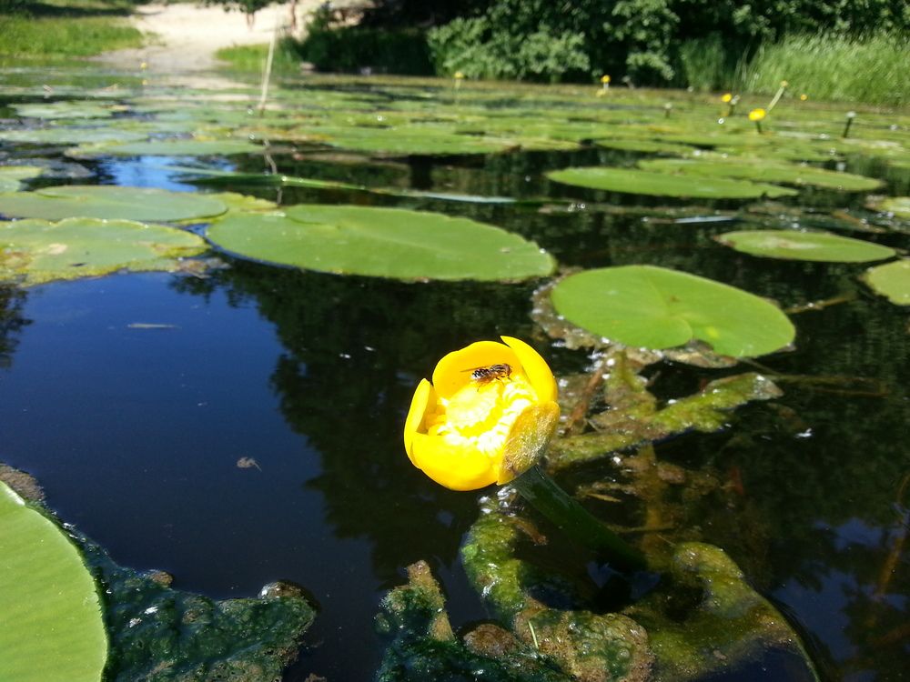 Photograph by Edmund Randal