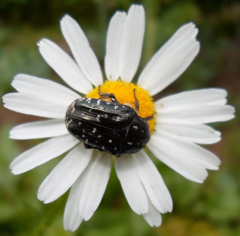 Photograph by Михаил Сербаев