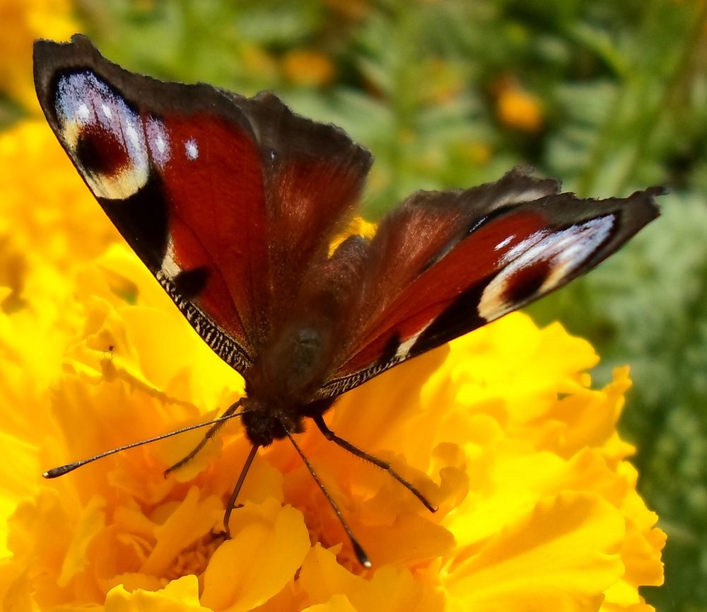 Photograph by Михаил Сербаев