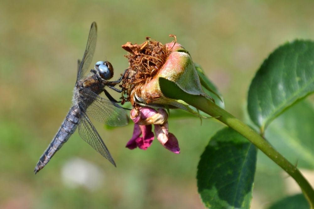 Фотография автора Анатолий Борисенко