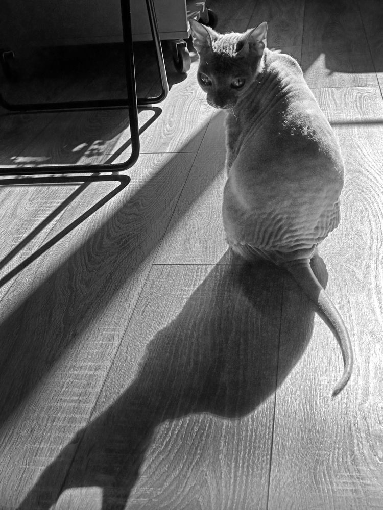 Этюд в серых тонах