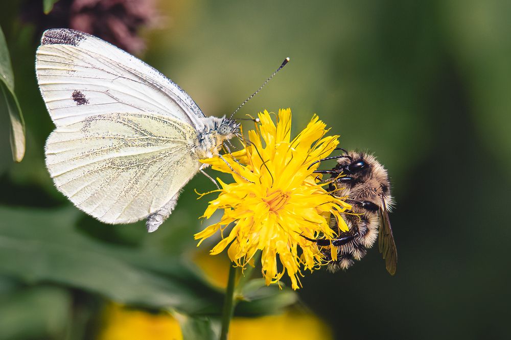 Photograph by Полина Фрольцова