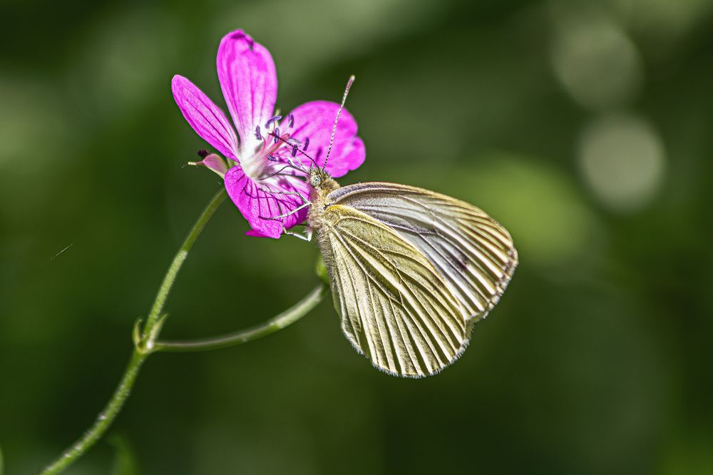 Photograph by Полина Фрольцова