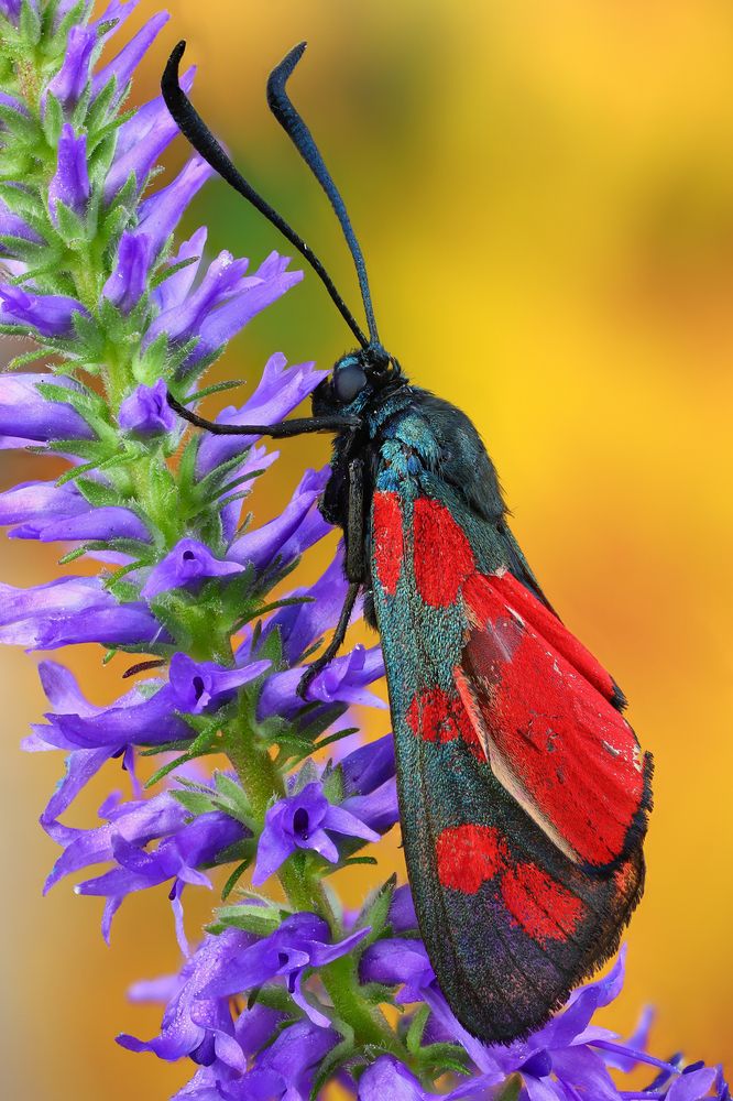 Насыщенность