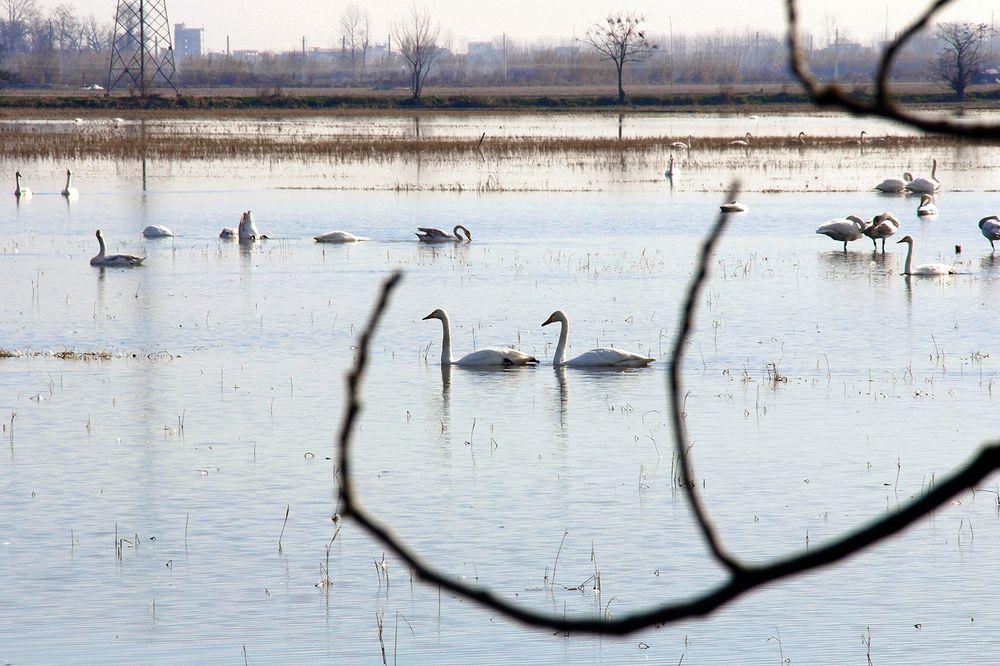 Photograph by Javad Tafti Farashah