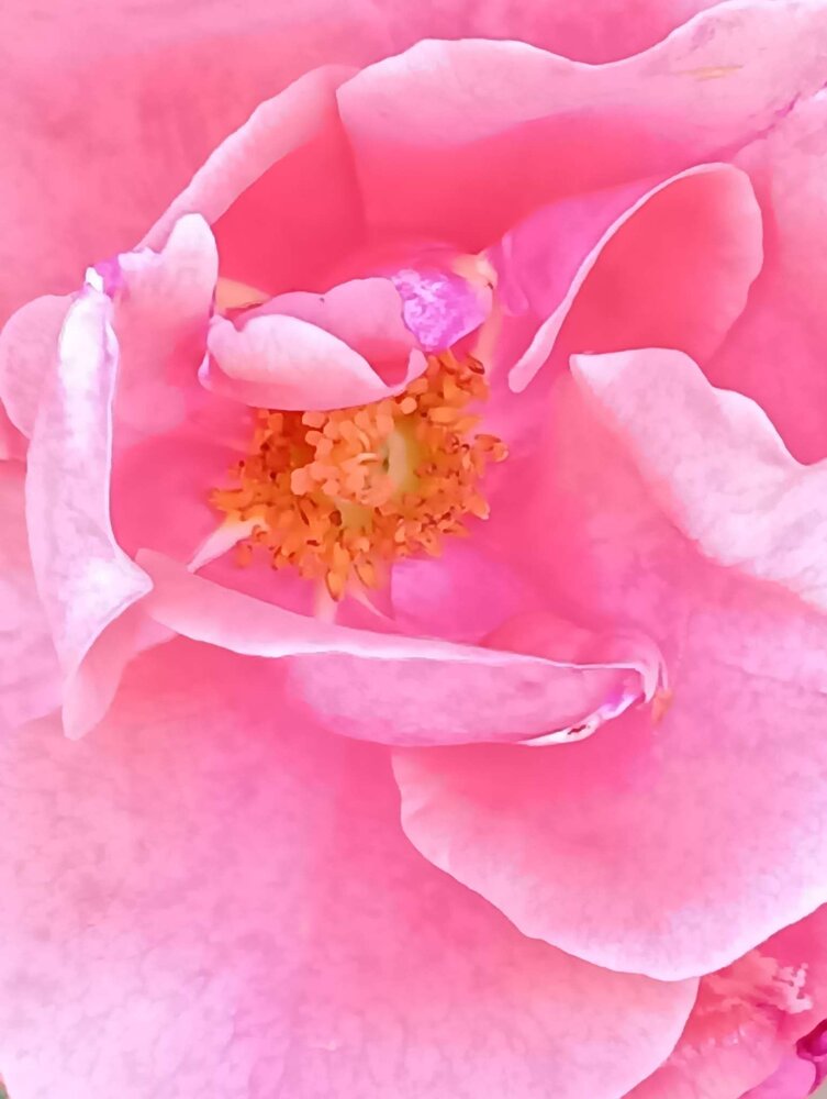 Rose Up