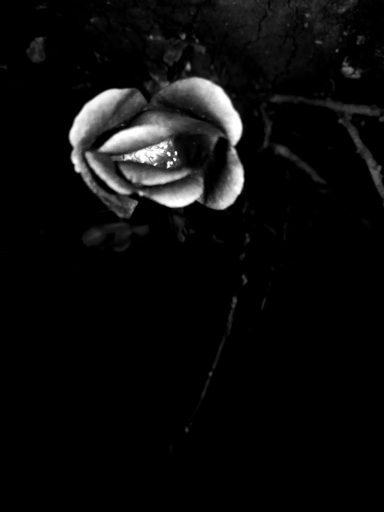 Photograph by Gummidala Gayathri