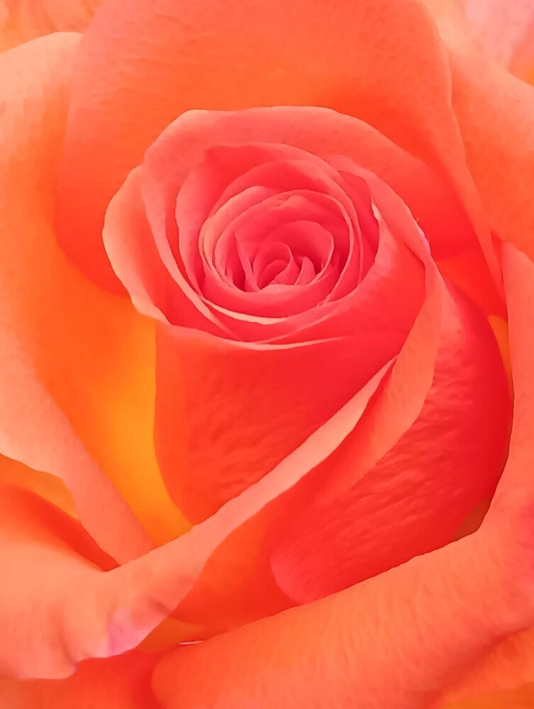 Rose Up