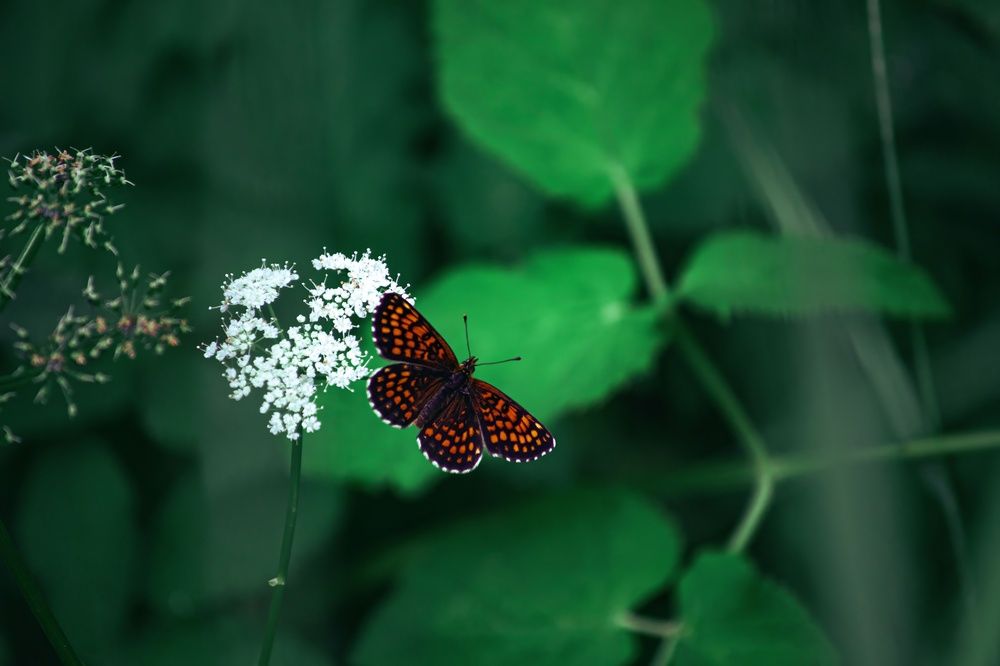 Фотография автора Алина Руденко