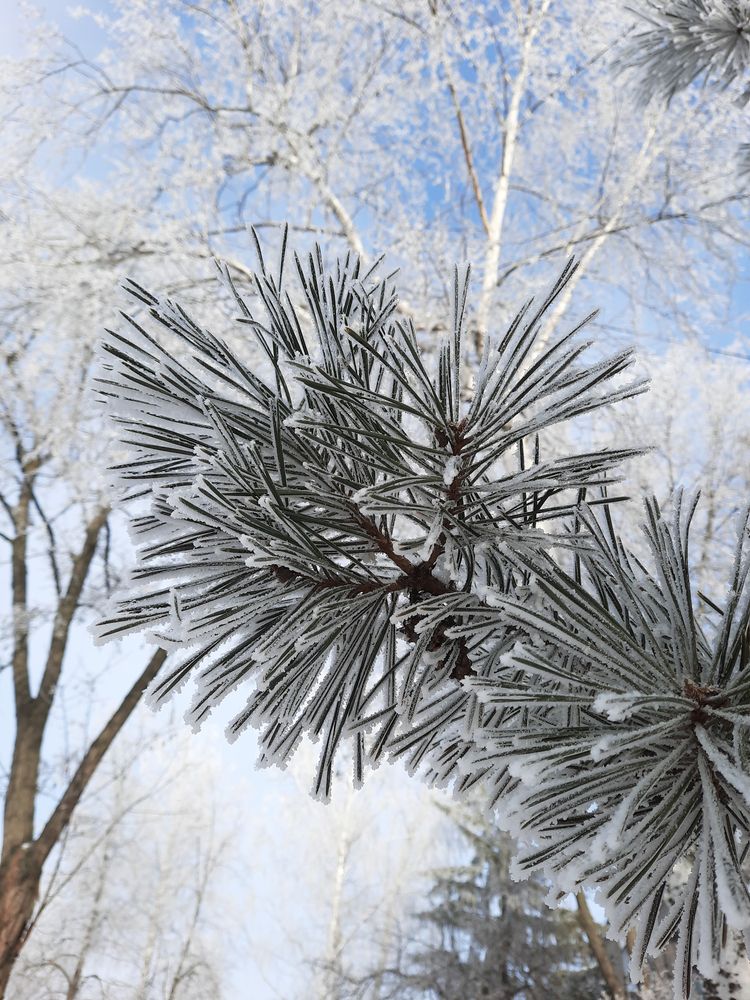 Мороз и солнце