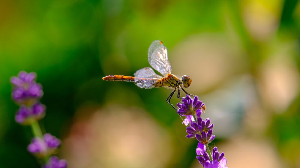Photograph by Александр Елизаров