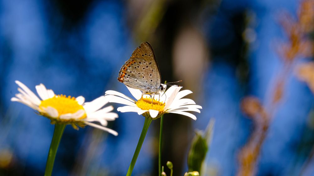Photograph by Александр Елизаров