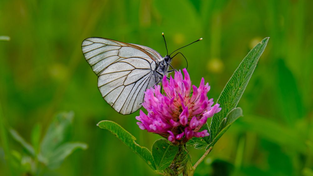 Photograph by Александр Елизаров