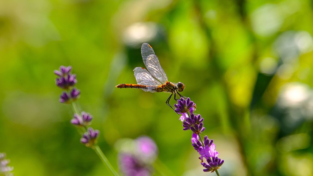 Photograph by Александр Елизаров