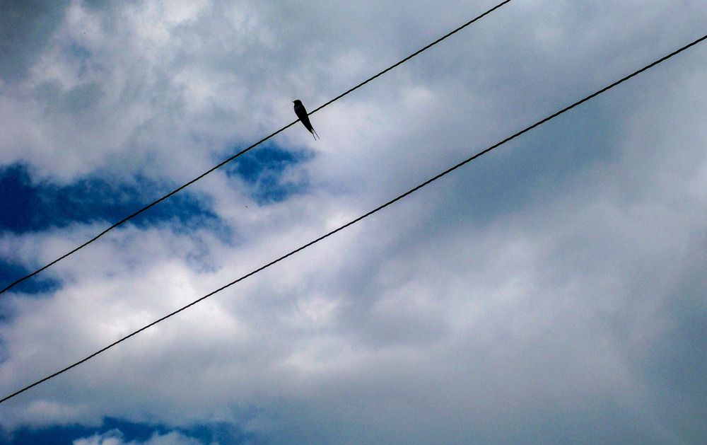 Параллельные прямые в жизни ласточки