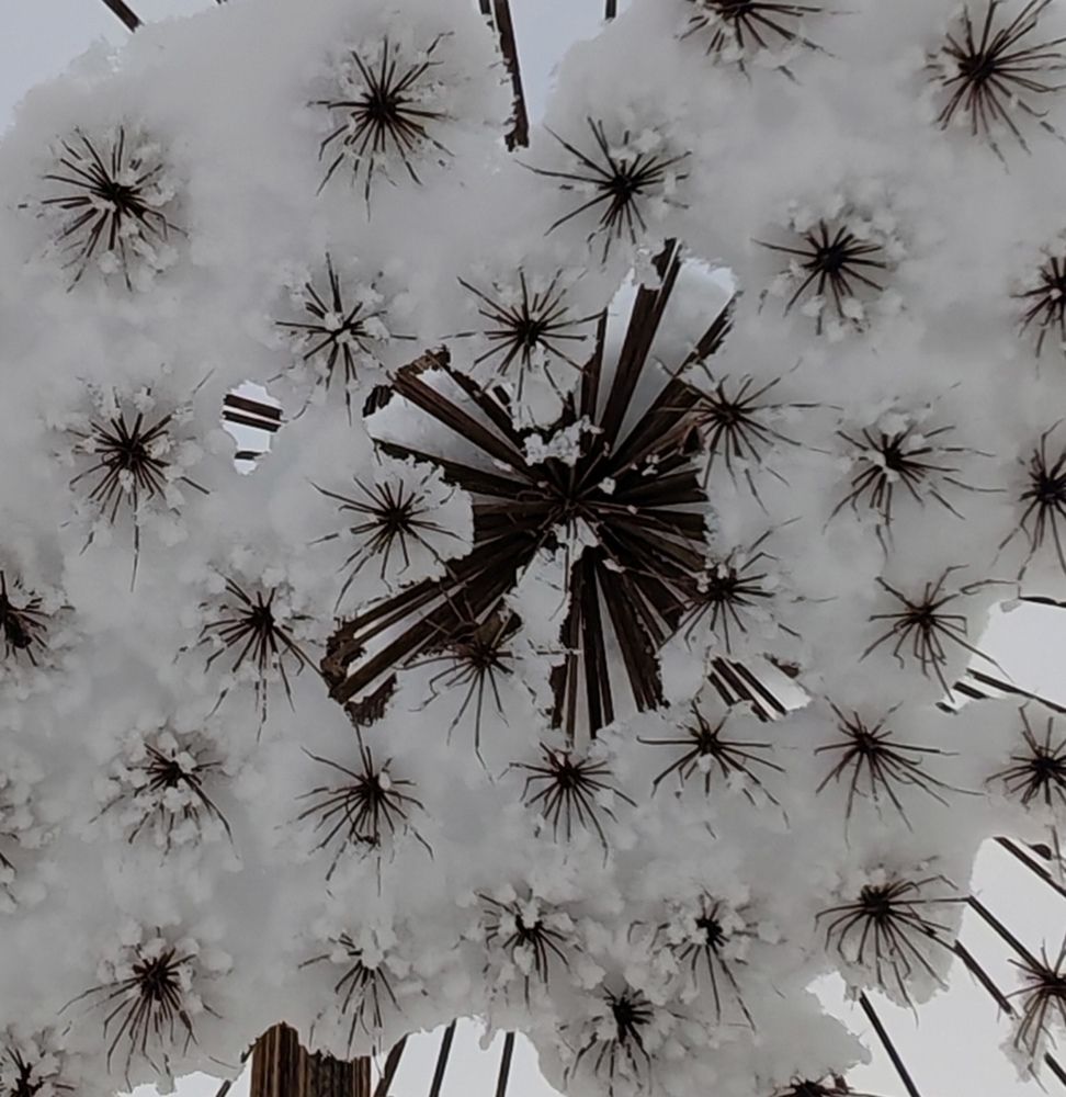 Снежный Борщевик