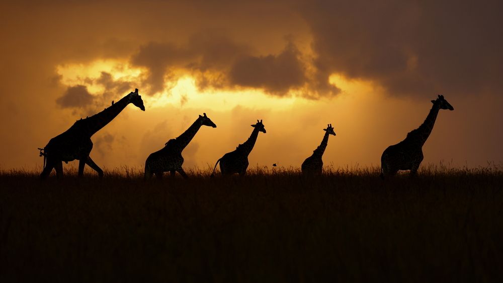 Photograph by Sanjay Risbood