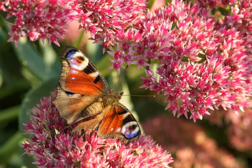 Photograph by Светлана Карнаух