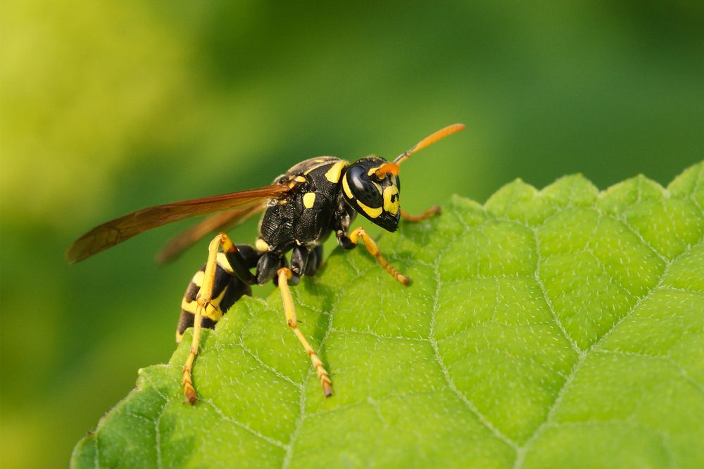 Photograph by Светлана Карнаух