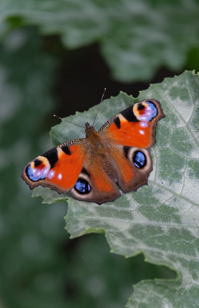 Photograph by Ирина Дегтярева