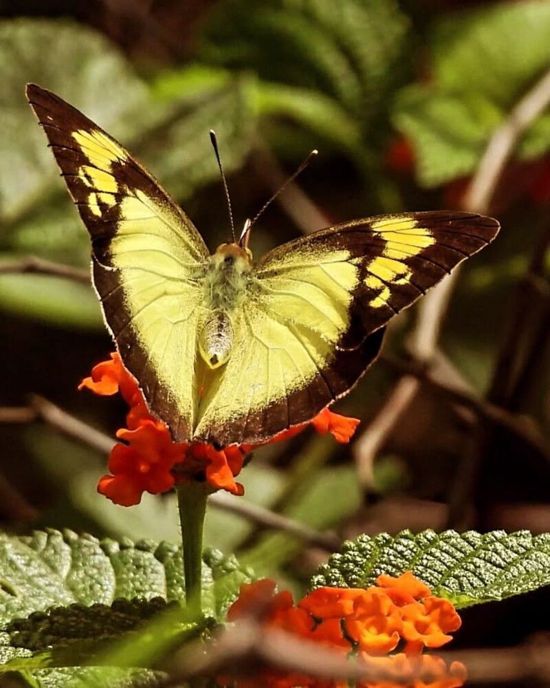 Yellow orange tip butterfly