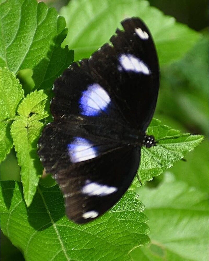Hypolimnas misippus butterfly