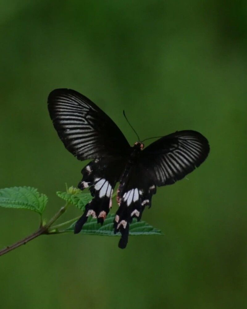 Common rose butterfly
