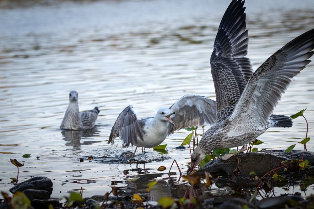 Photograph by Екатерина Лазуткина
