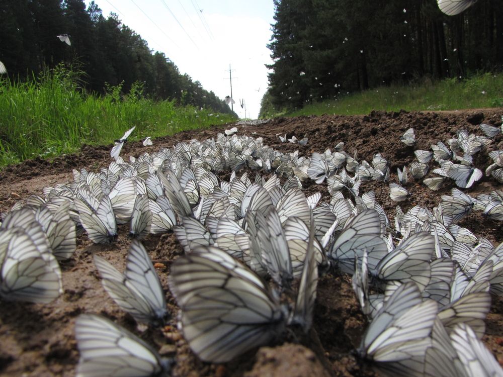 Photograph by Герасимов Игорь