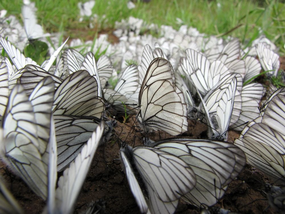 Photograph by Герасимов Игорь