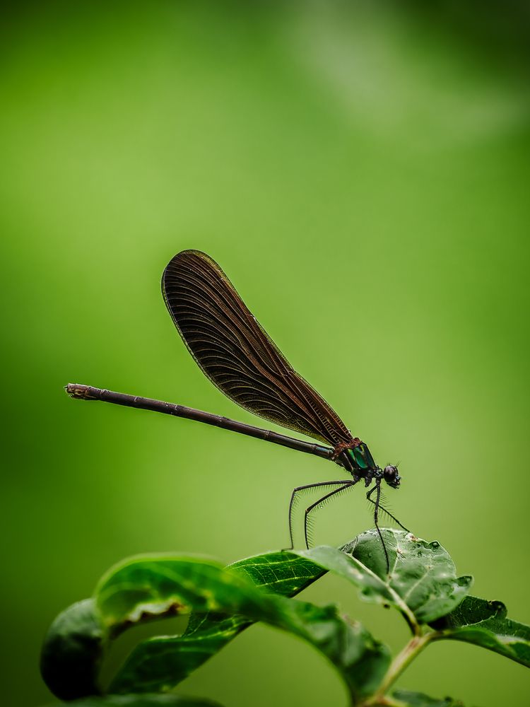 Фотография автора Uesan Aliace