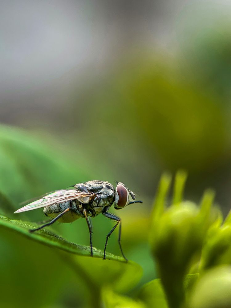 Photograph by Md. Farhan Rahman