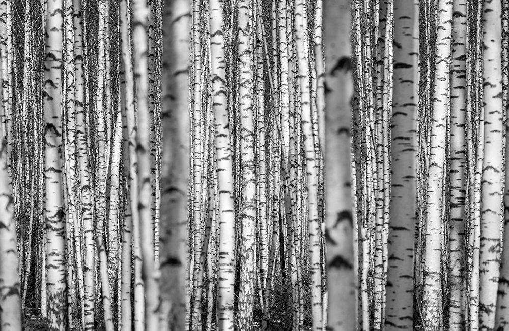 Photograph by Александр Чазов