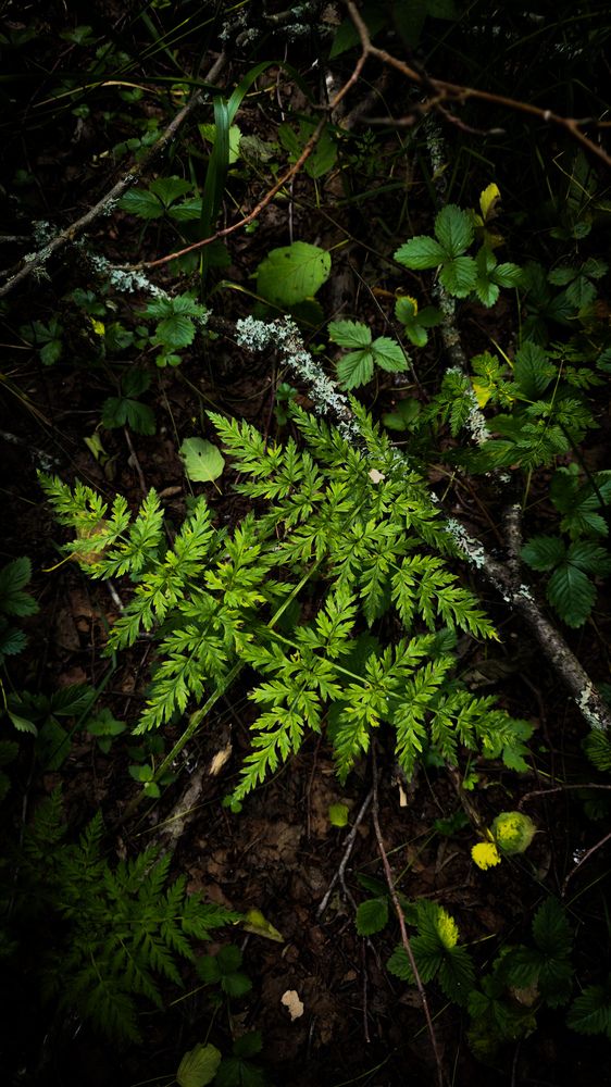 Красота под ногами