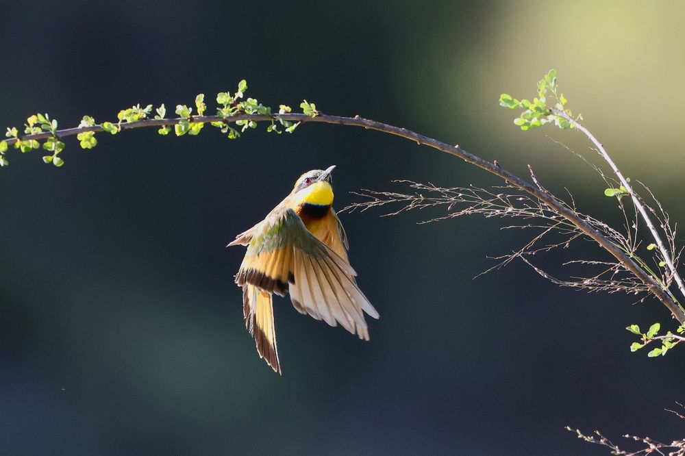 Photograph by Sanjay Risbood