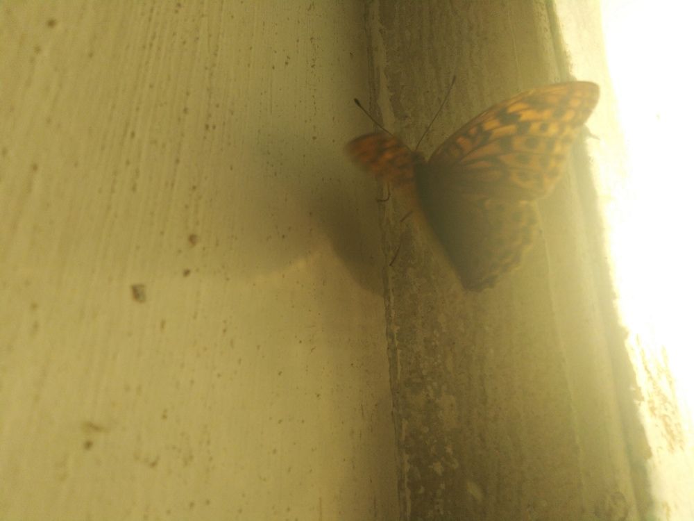 Фотография автора Анатолий Дячина