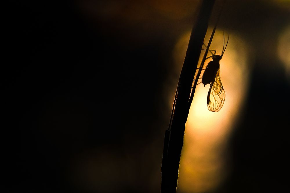 Photograph by Praveen