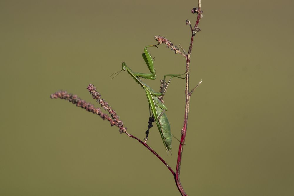 Photograph by Predrag Kostin